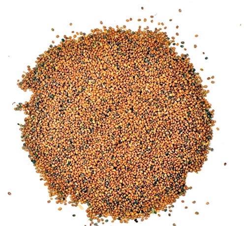YUVIKA Taramira Seeds - Tarameera Seeds - Tara Mira Seeds - Brassica eruca (800 Grams)