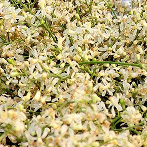 YUVIKA Neem Phool - Neem Ka Phool - Azadirachta Indica - Neem Flowers (800 Grams)