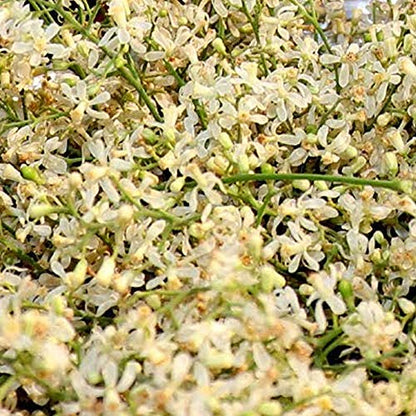 YUVIKA Neem Phool - Neem Ka Phool - Azadirachta Indica - Neem Flowers (800 Grams)